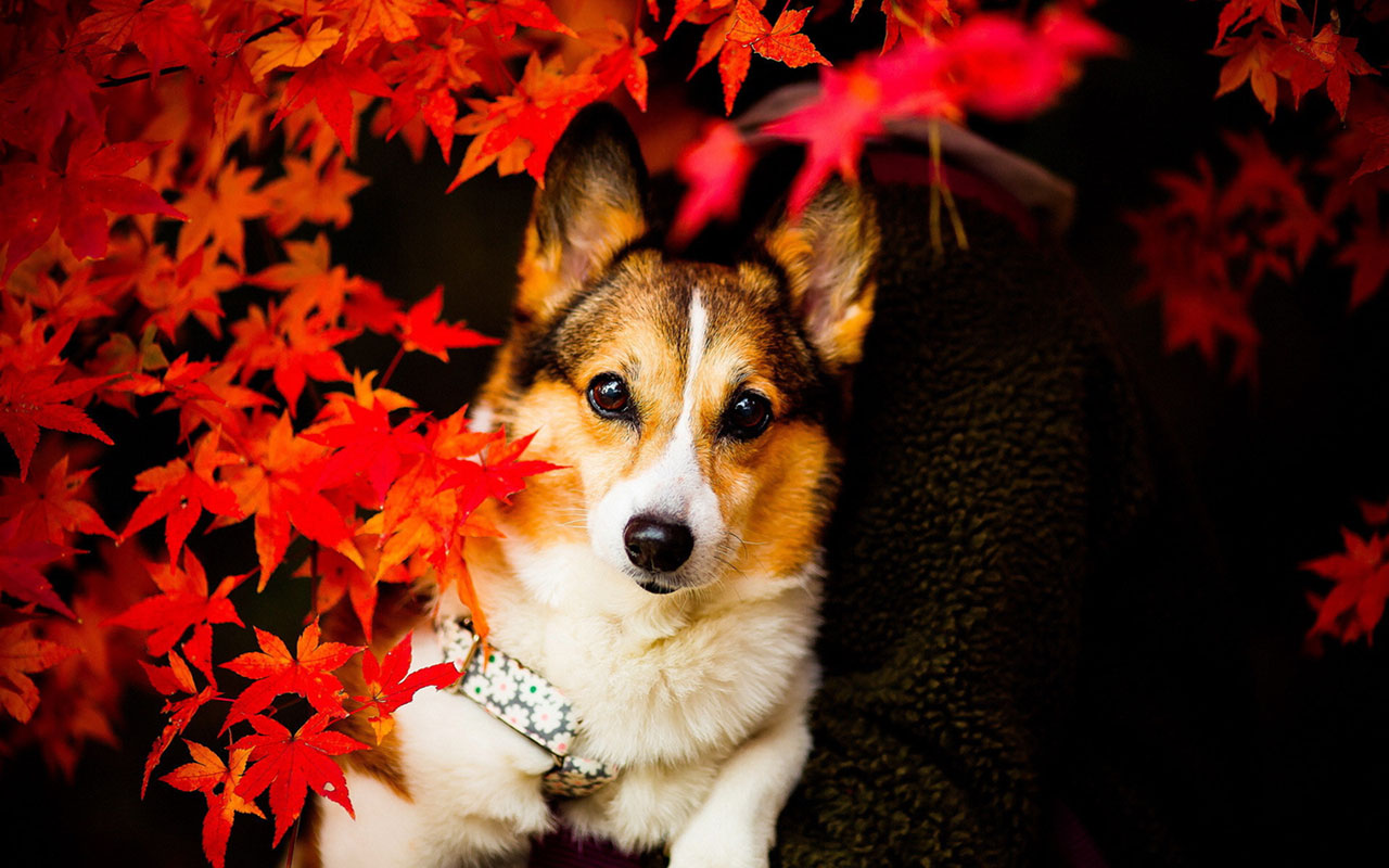 Cute Autumn Animals Wallpapers