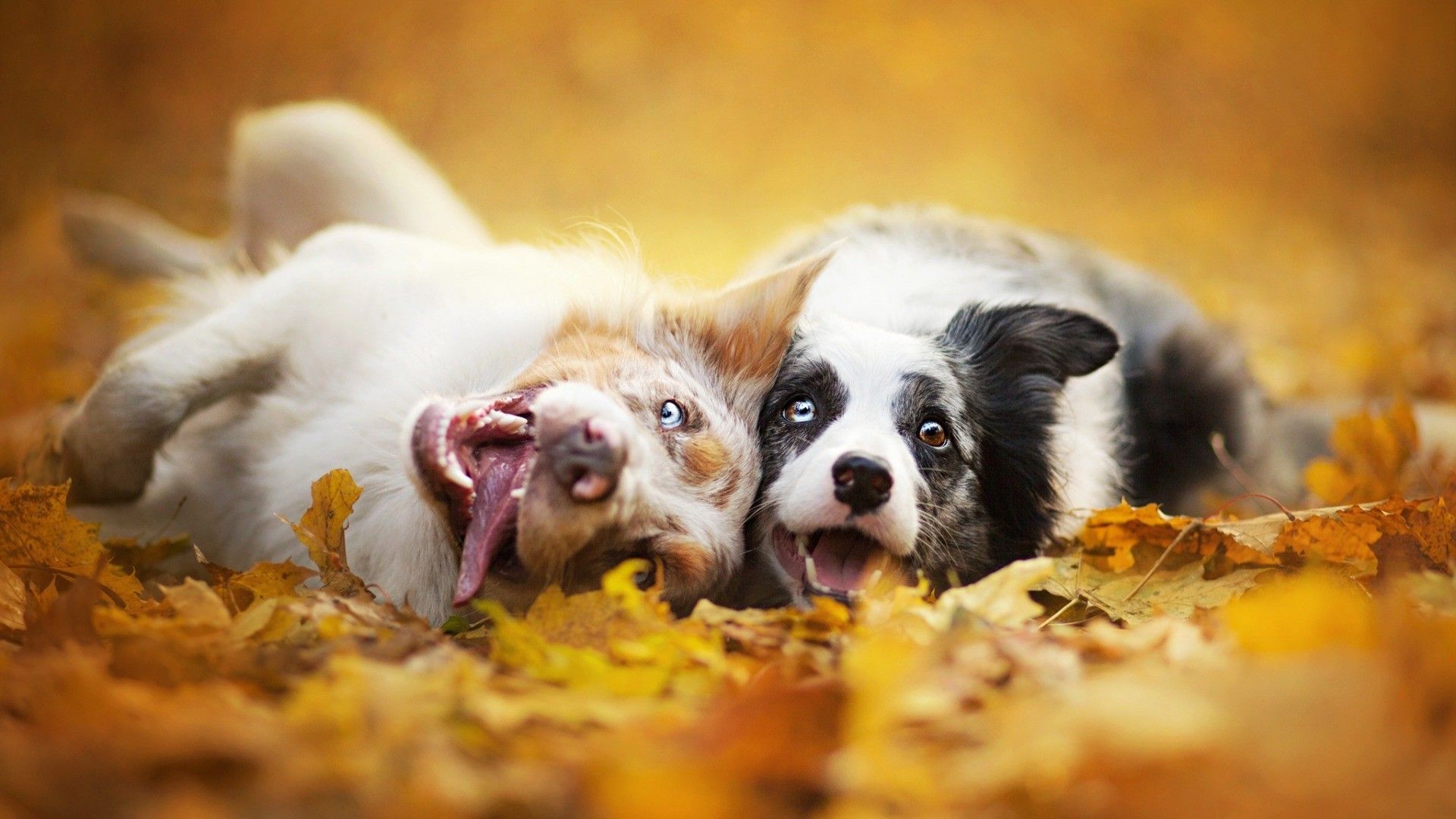 Cute Autumn Animals Wallpapers