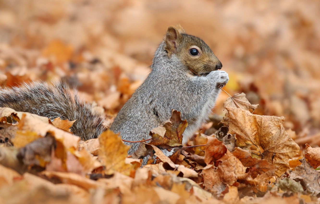 Cute Autumn Animals Wallpapers