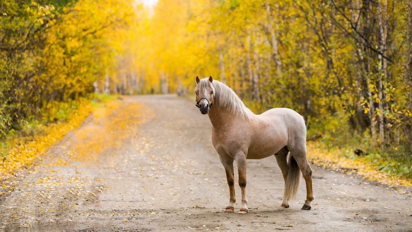 Cute Autumn Animals Wallpapers