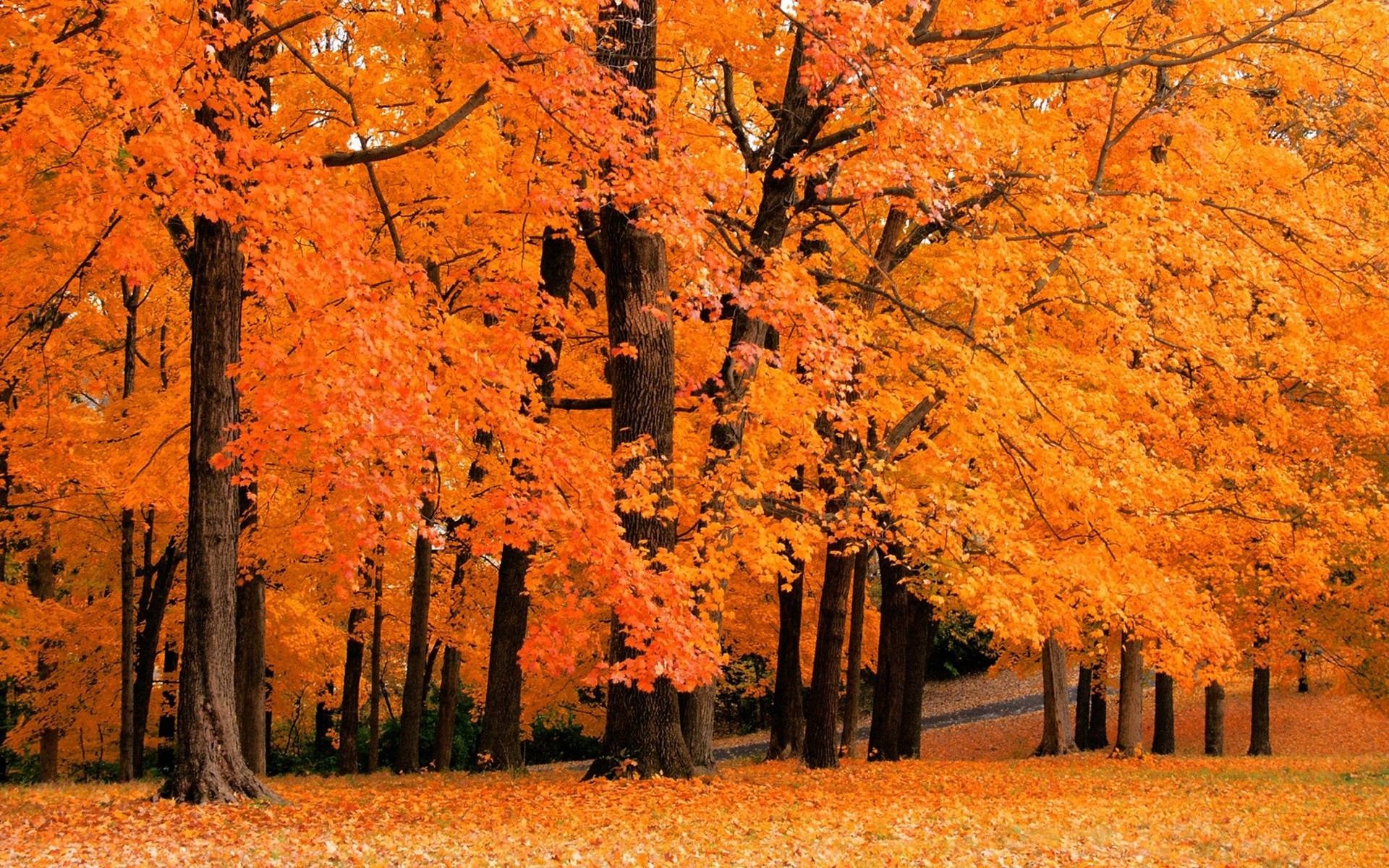 Cute Autumn Pictures Wallpapers Wallpapers