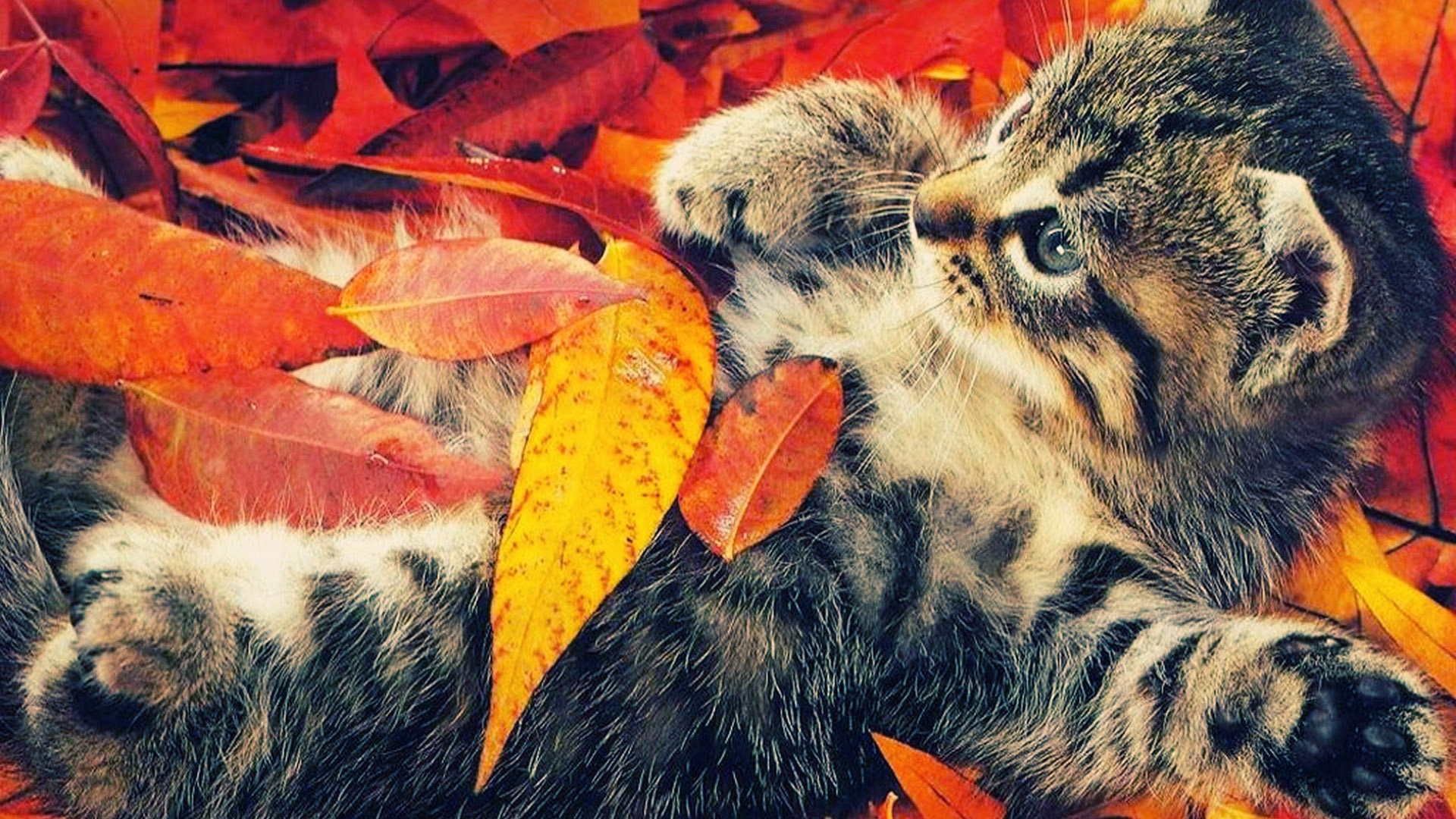 Cute Autumn Pictures Wallpapers Wallpapers