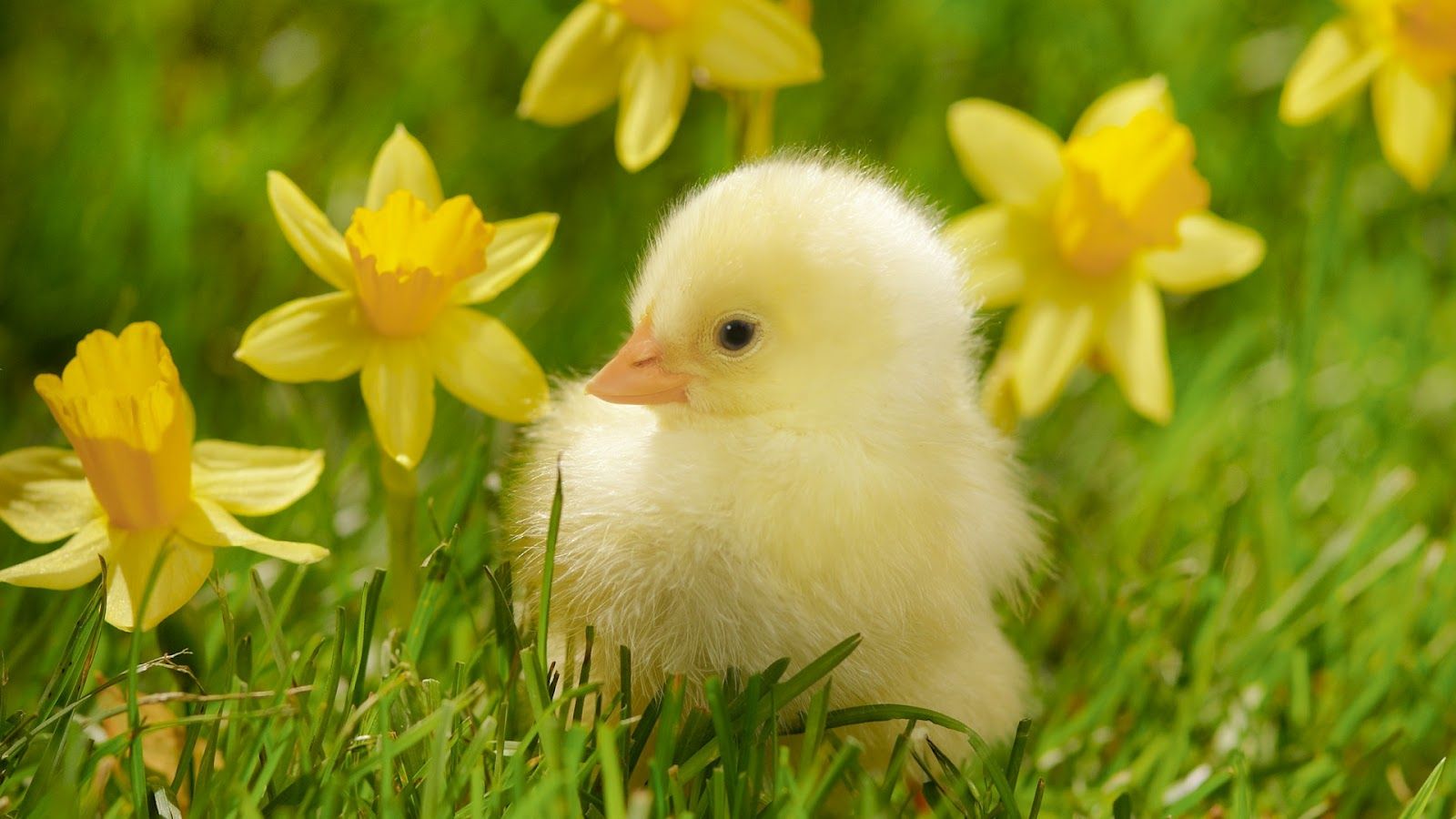 Cute Baby Animal Farm Wallpapers