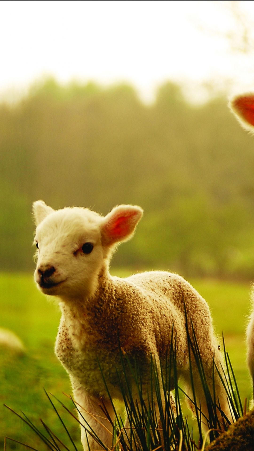 Cute Baby Animal Farm Wallpapers