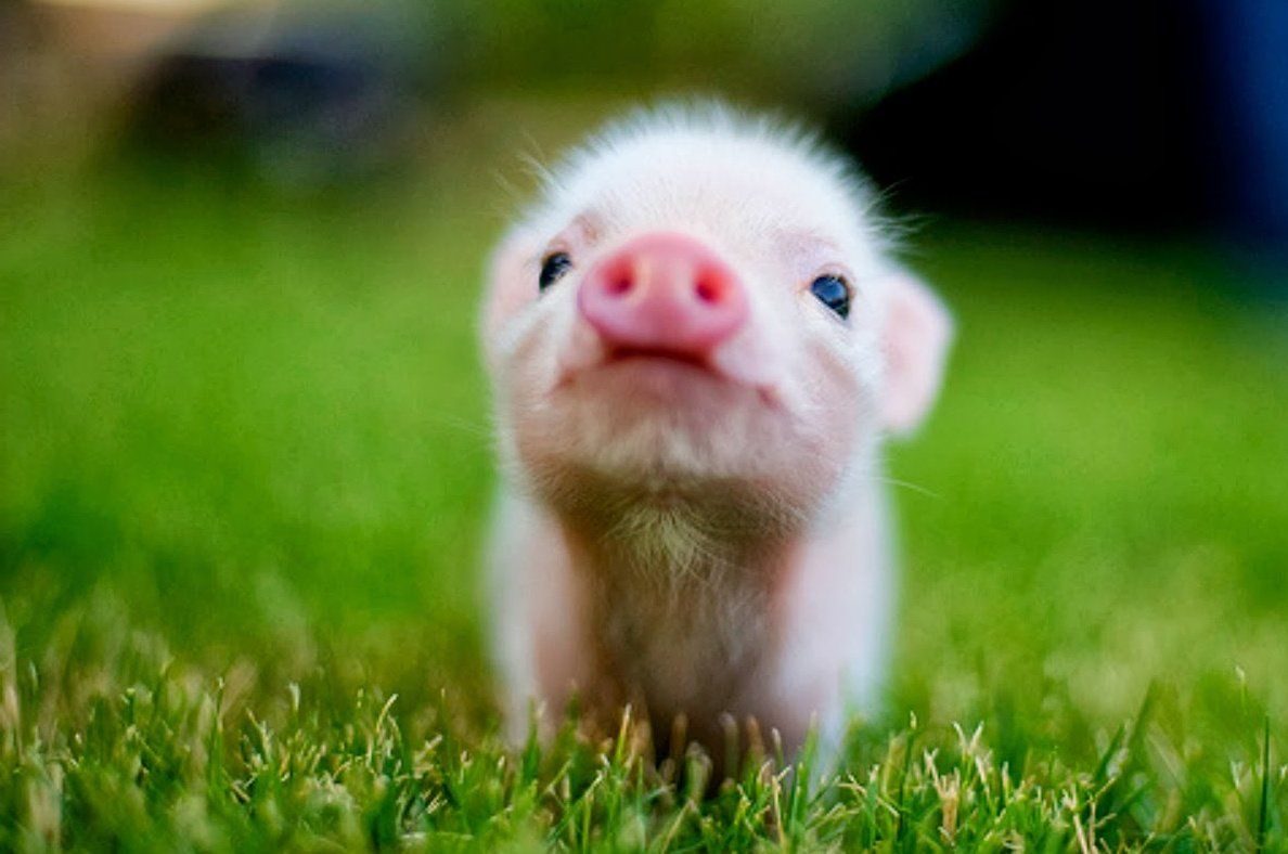 Cute Baby Animal Farm Wallpapers