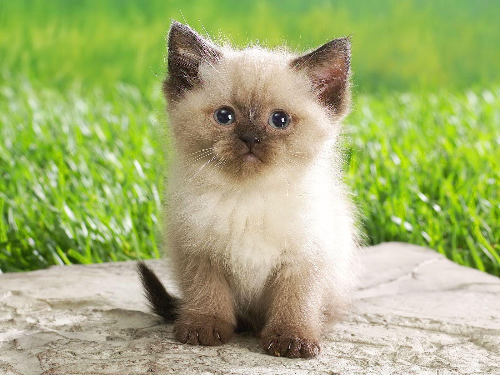 Cute Baby Animal Wallpaper Wallpapers