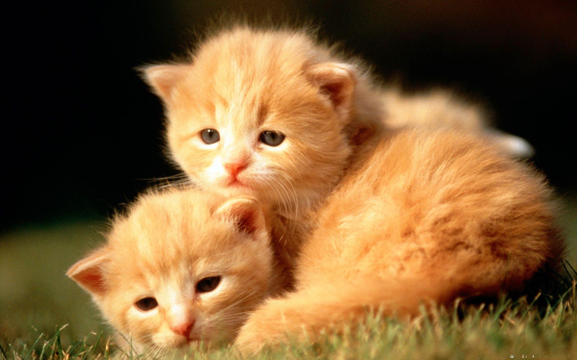 Cute Baby Animal Wallpapers Wallpapers