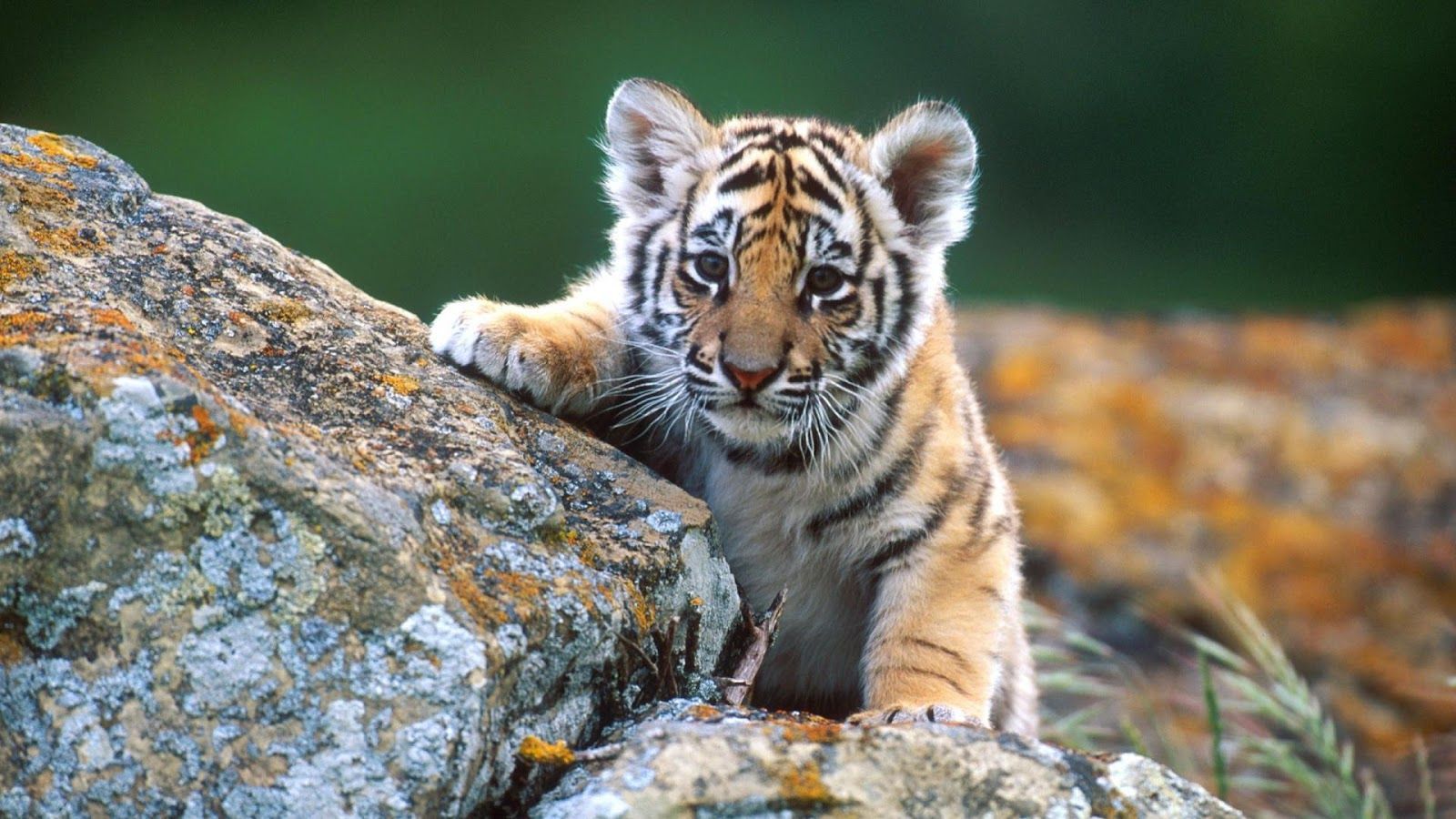 Cute Baby Animals Ever Wallpapers