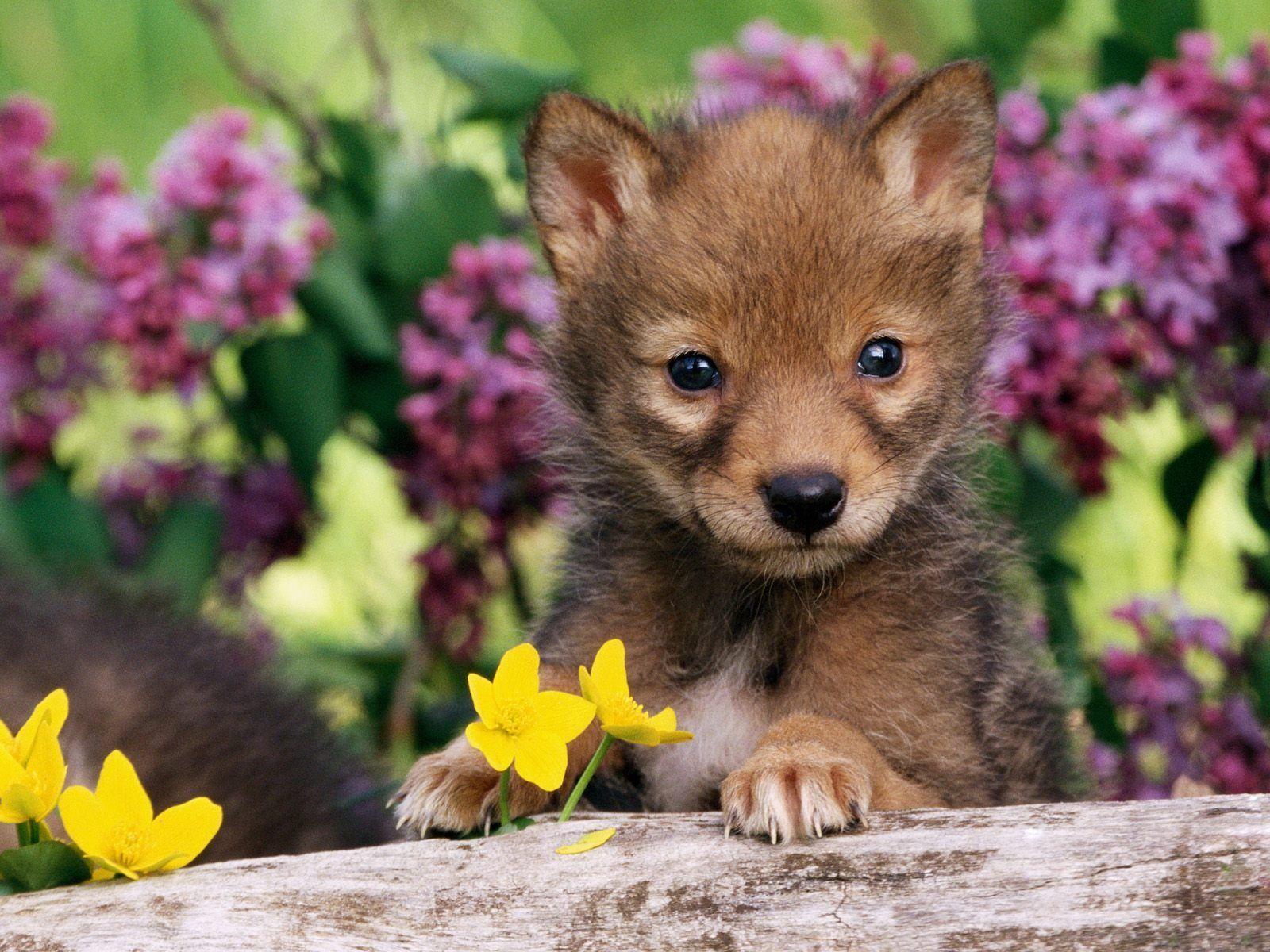 Cute Baby Animals Ever Wallpapers