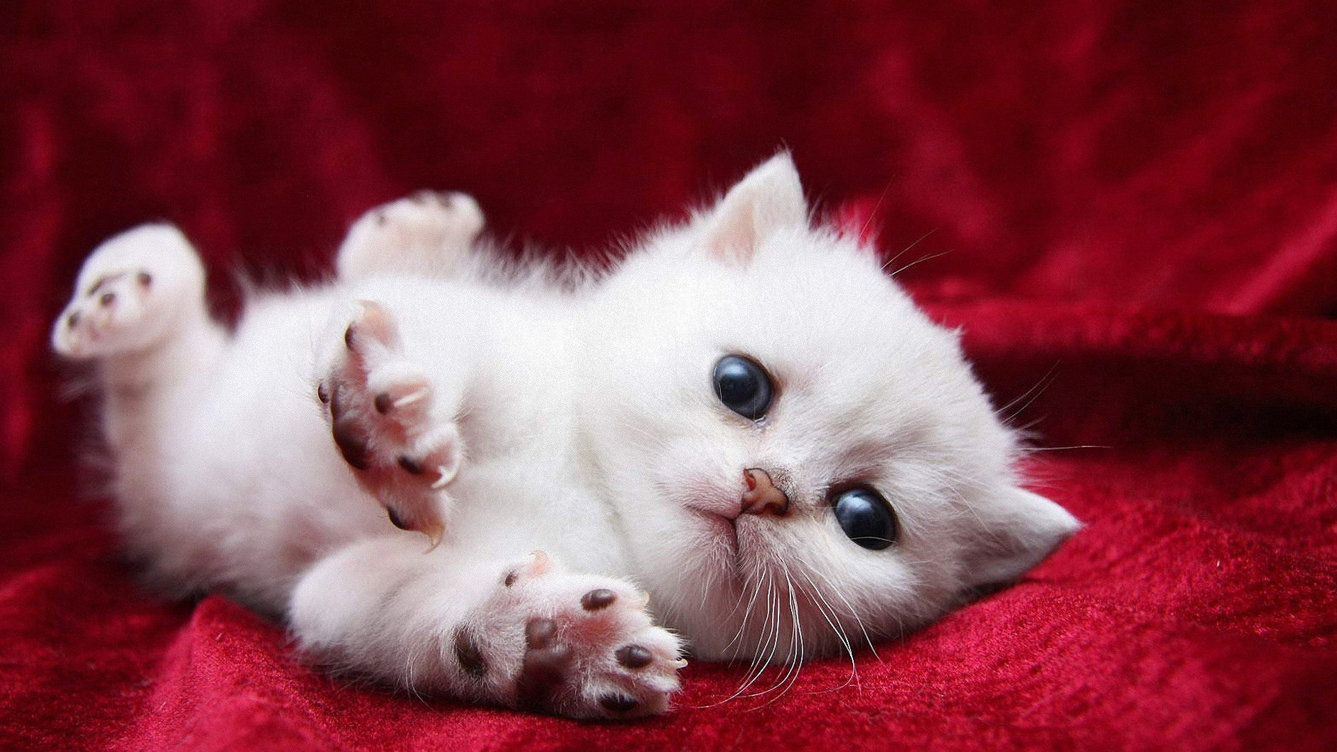 Cute Baby Cats Wallpaper Wallpapers