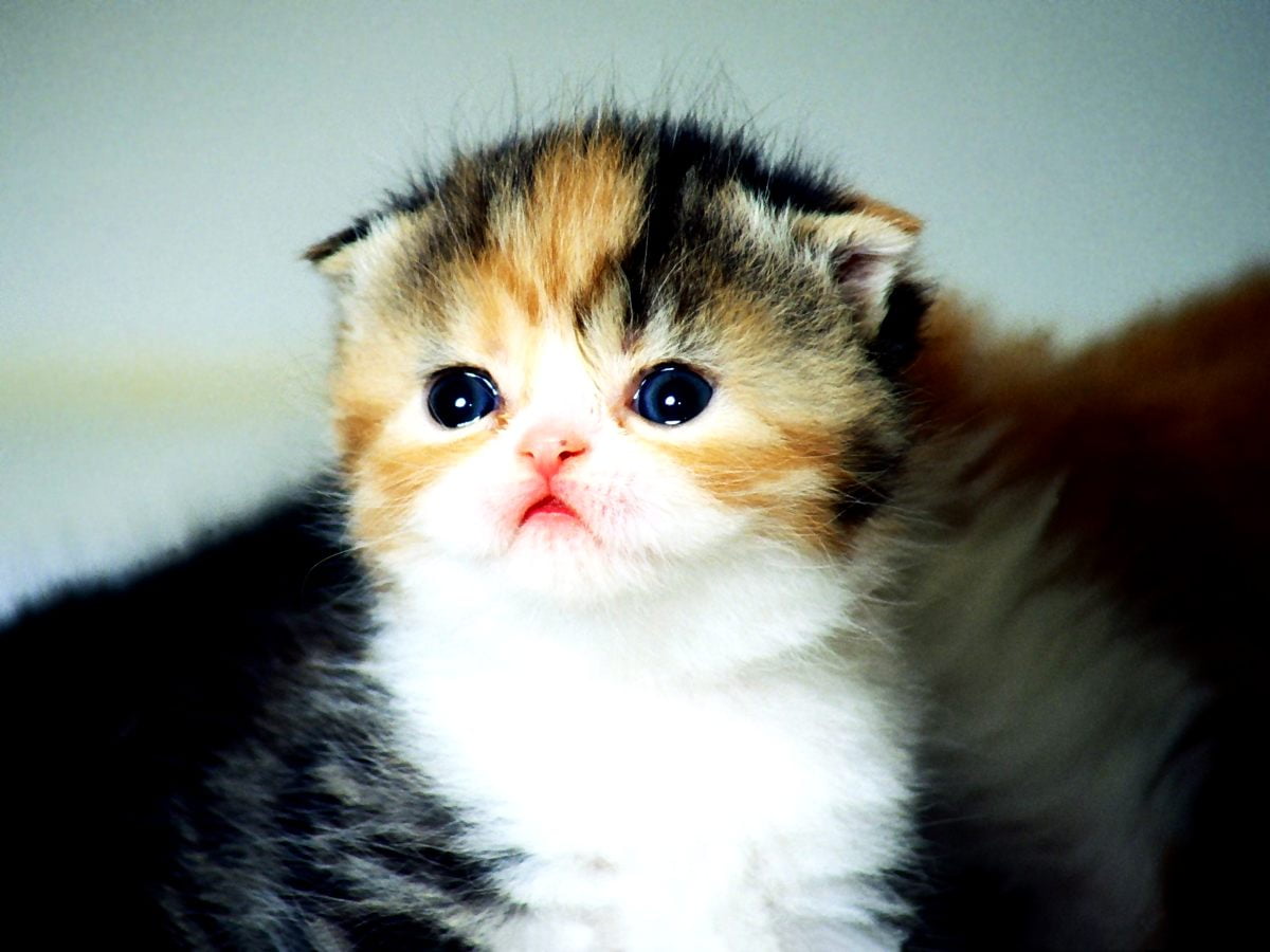 Cute Baby Cats Wallpaper Wallpapers