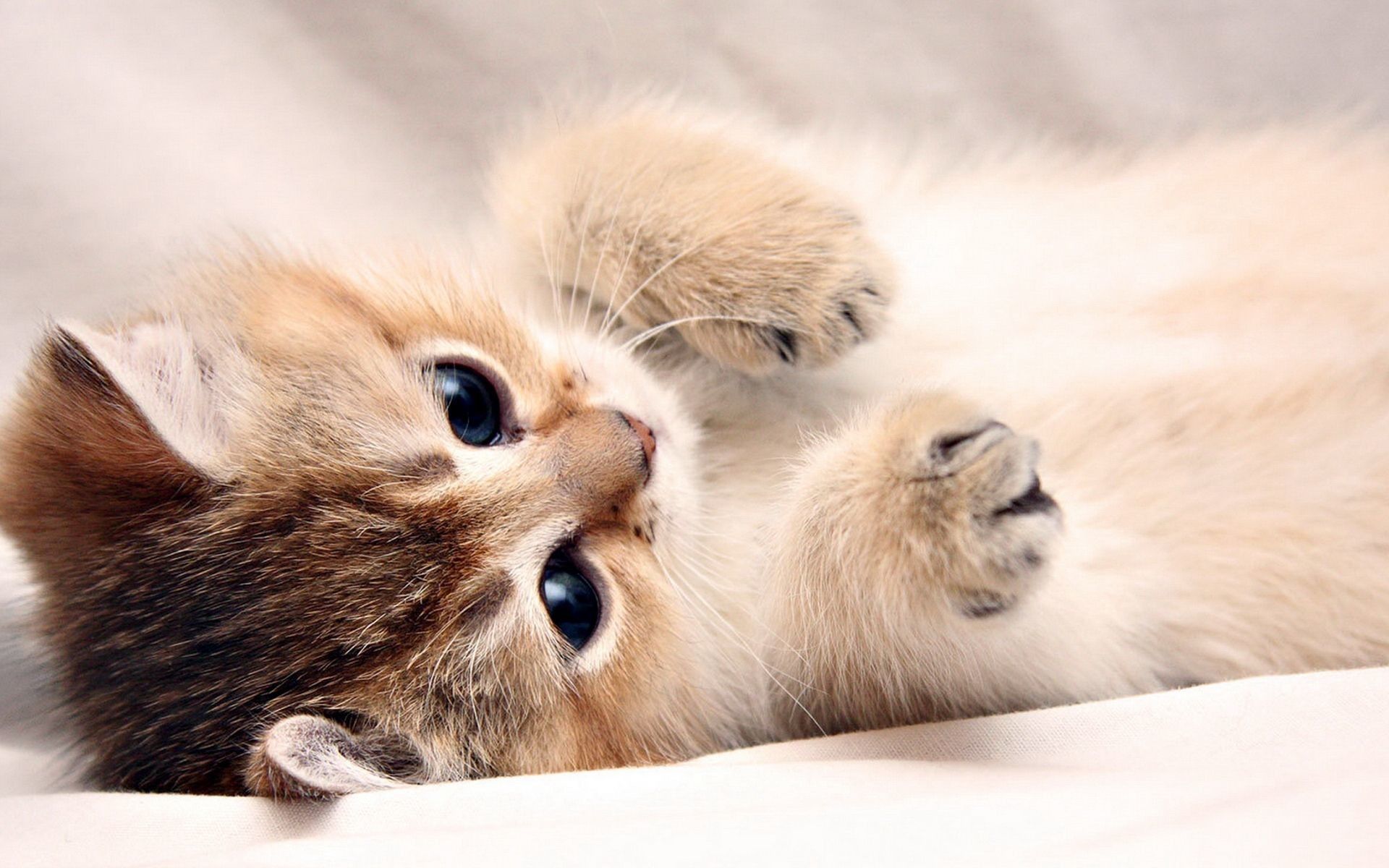 Cute Baby Cats Wallpaper Wallpapers