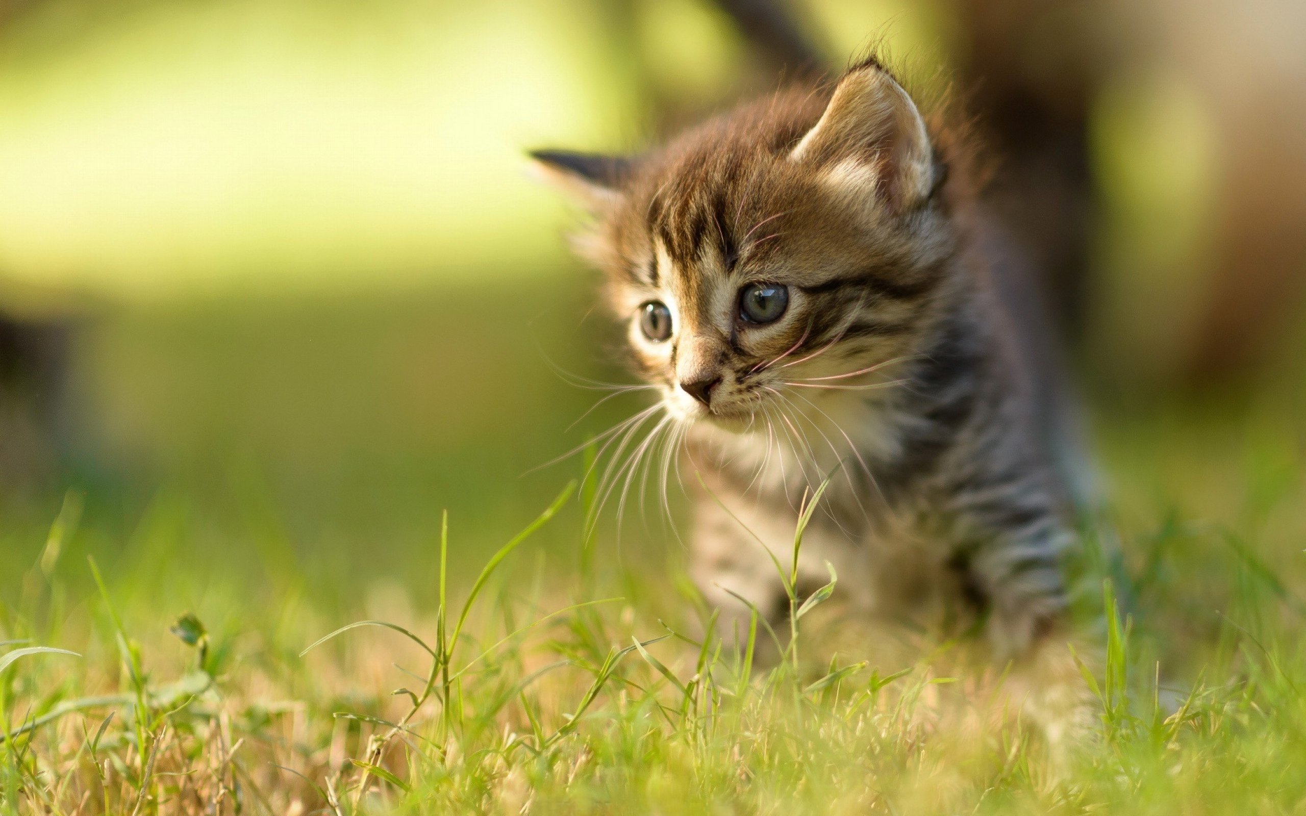 Cute Baby Cats Wallpaper Wallpapers