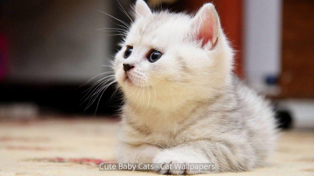 Cute Baby Cats Wallpaper Wallpapers