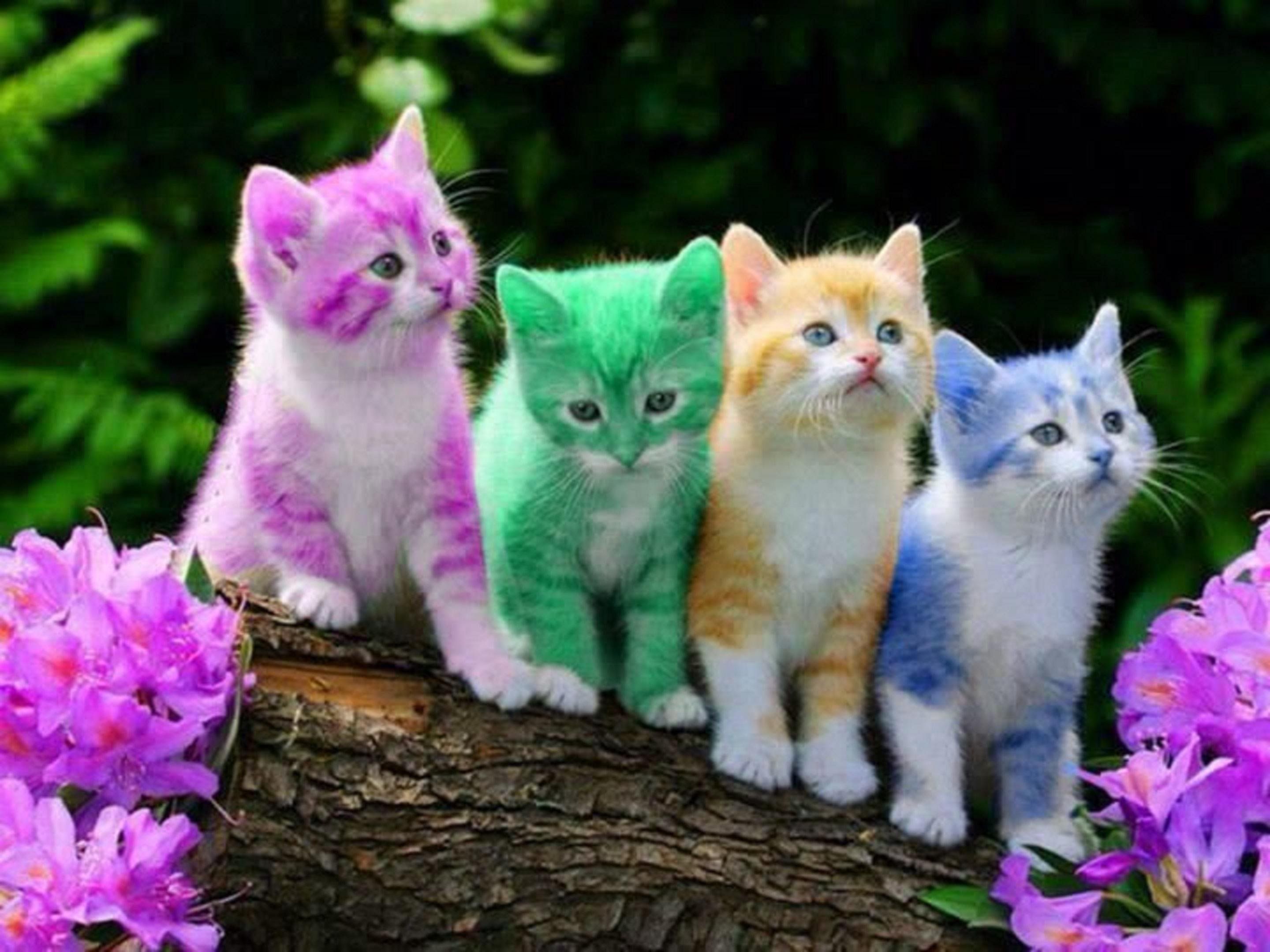 Cute Baby Cats Wallpaper Wallpapers