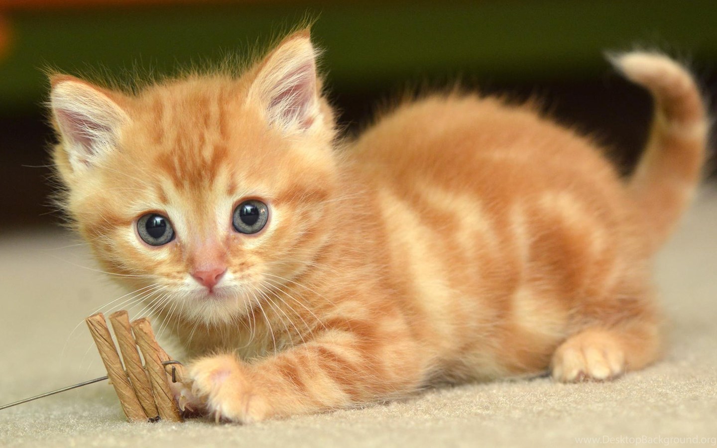 Cute Baby Cats Wallpaper Wallpapers