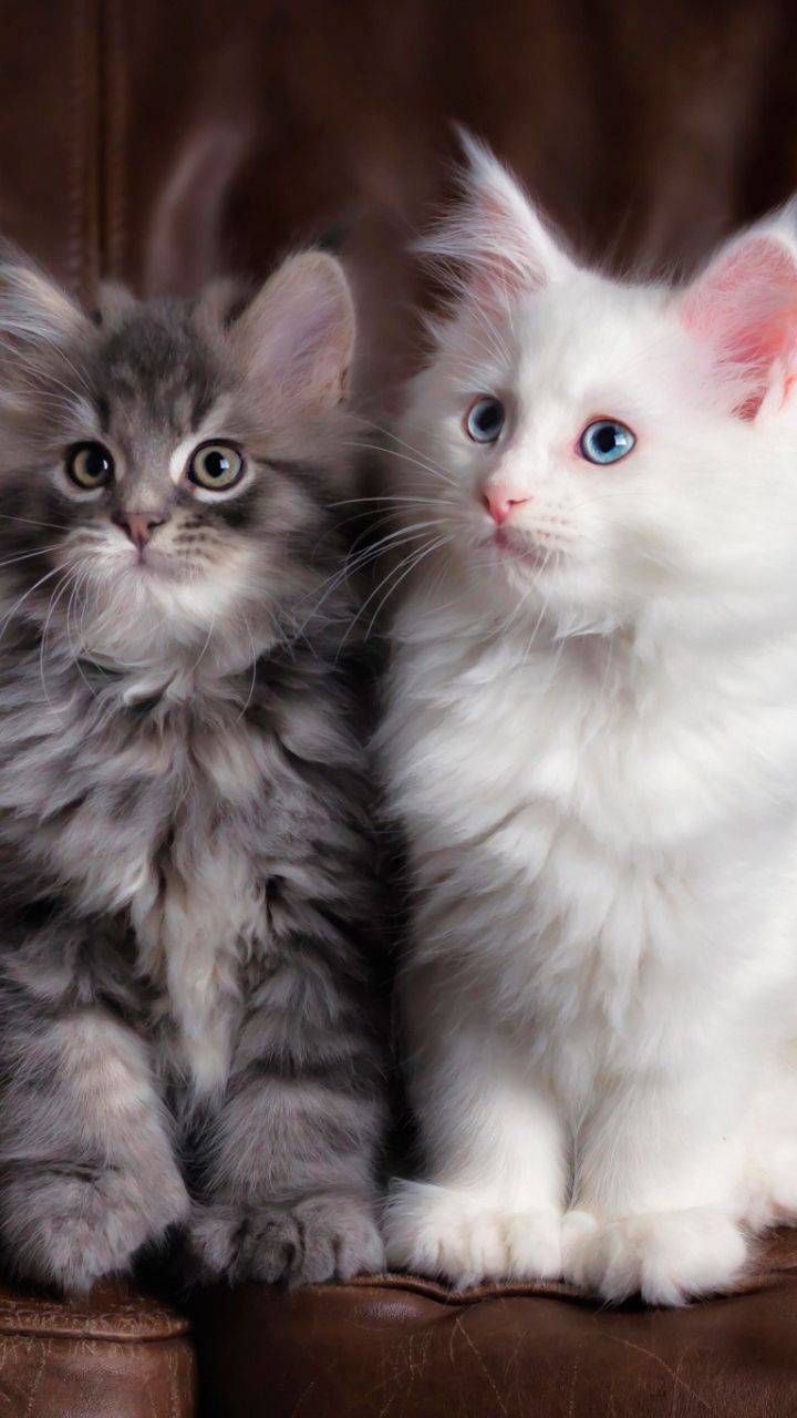 Cute Baby Cats Wallpaper Wallpapers