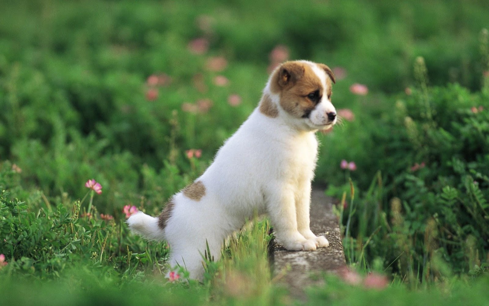 Cute Baby Dog Wallpapers