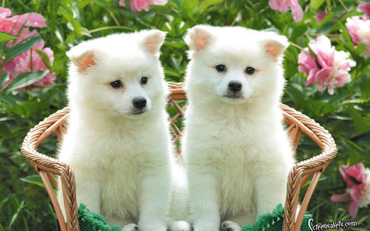 Cute Baby Dog Wallpapers