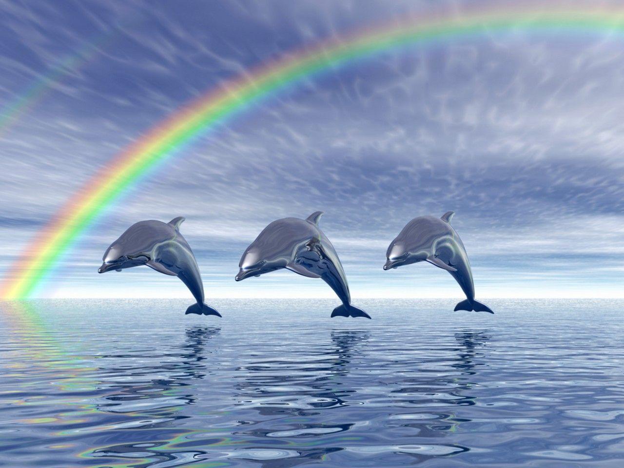 Cute Baby Dolphins Wallpapers