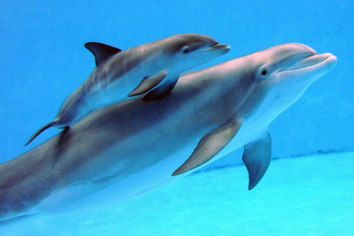 Cute Baby Dolphins Wallpapers