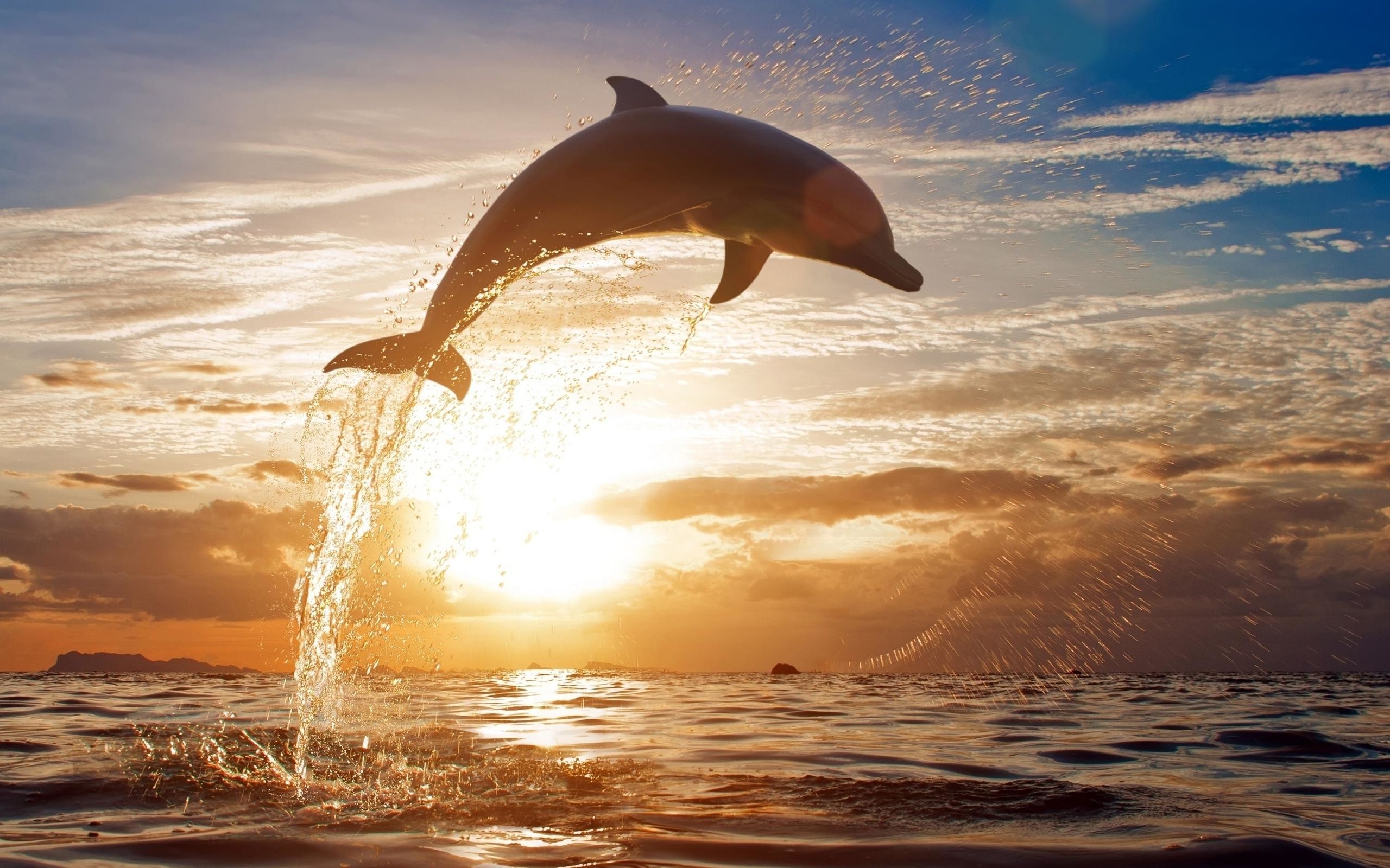 Cute Baby Dolphins Wallpapers