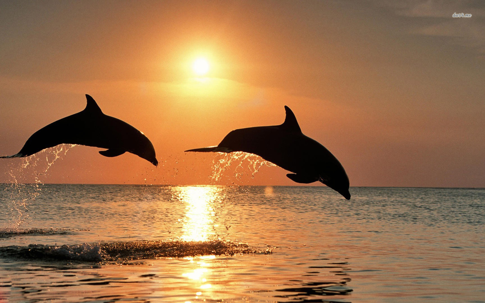 Cute Baby Dolphins Wallpapers