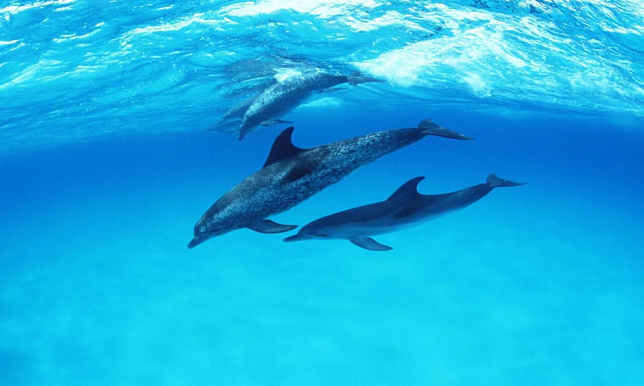 Cute Baby Dolphins Wallpapers