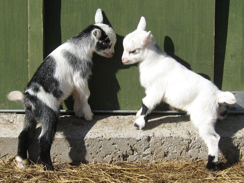 Cute Baby Goat Wallpapers