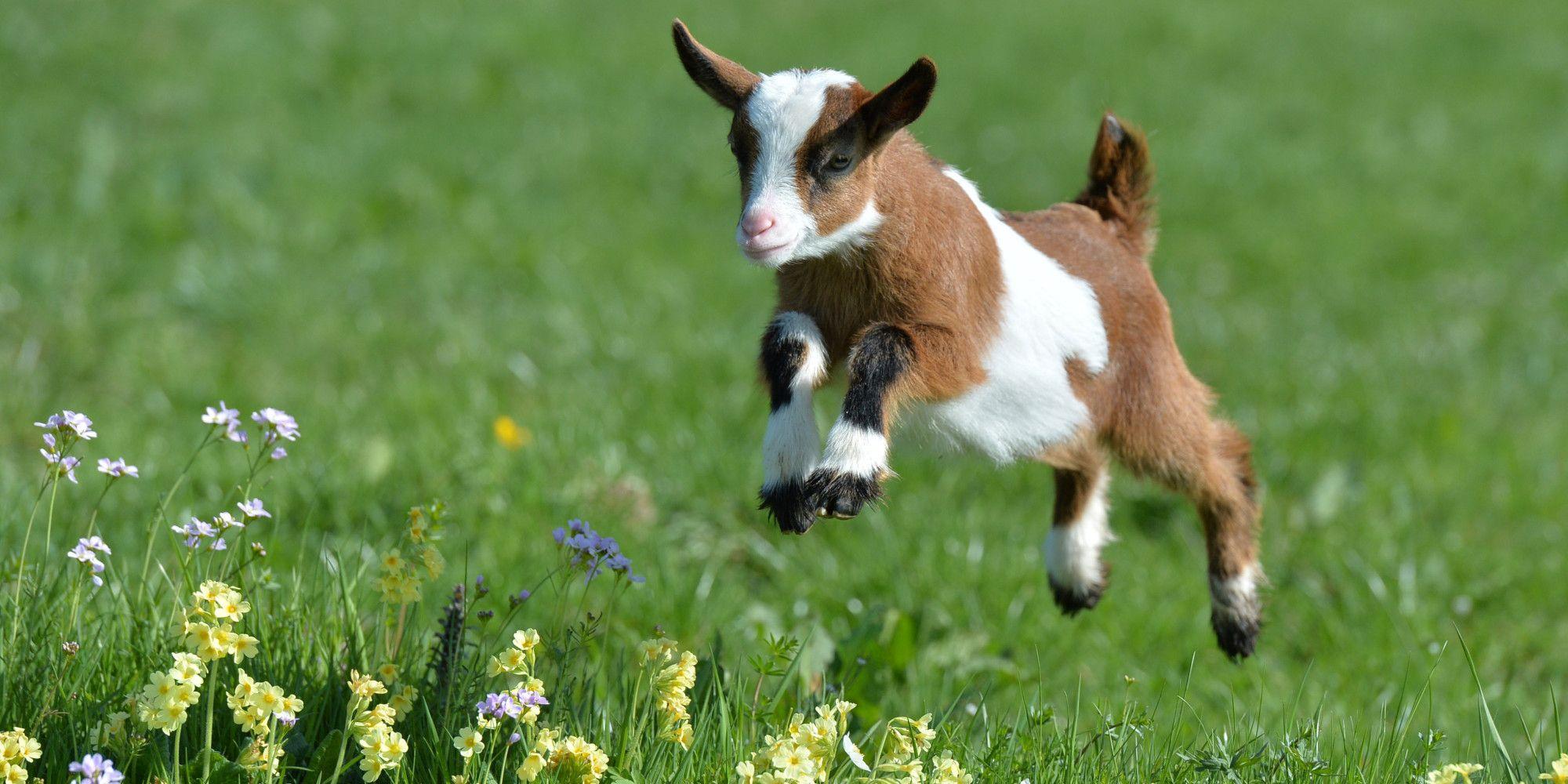 Cute Baby Goat Wallpapers