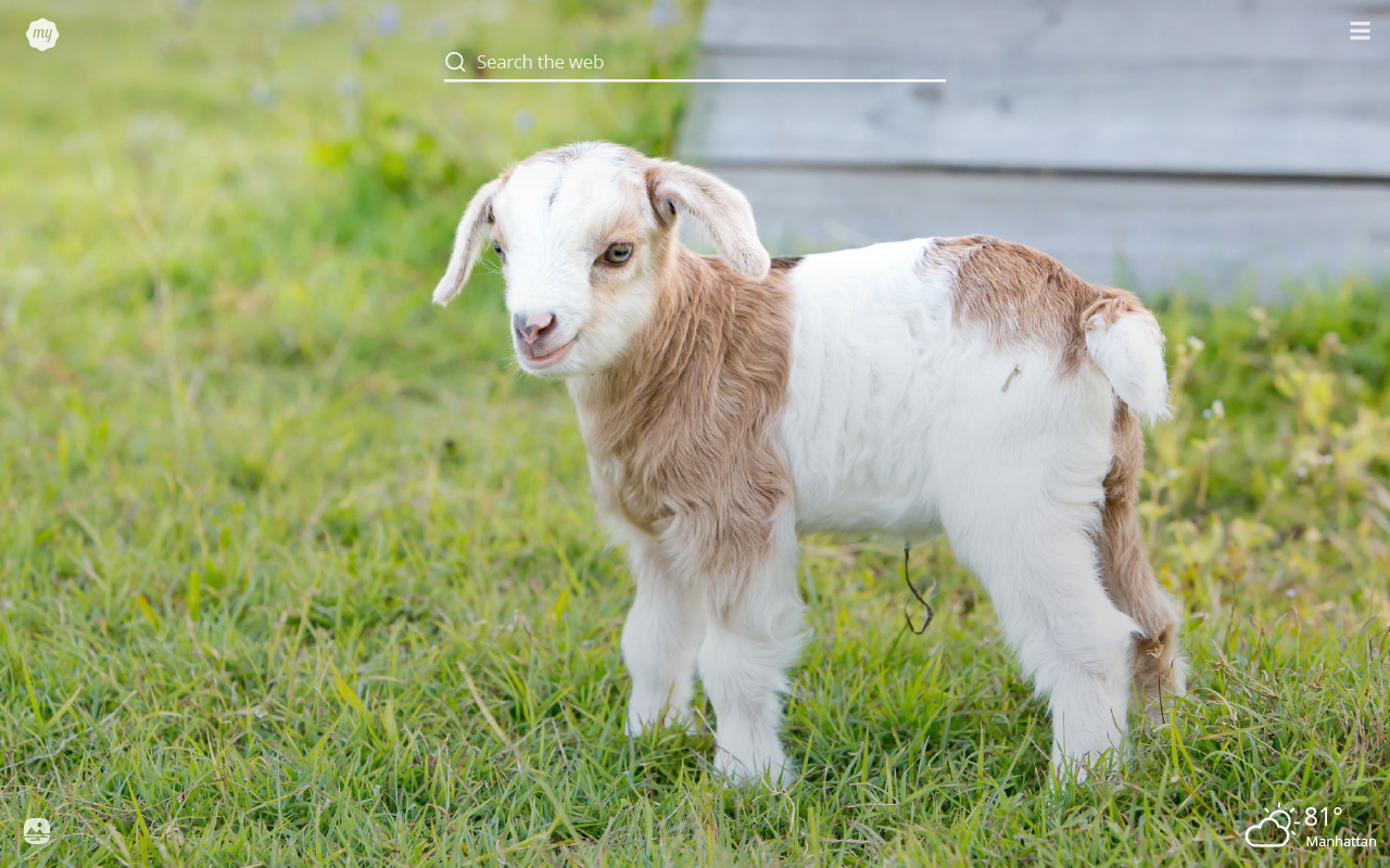 Cute Baby Goat Wallpapers