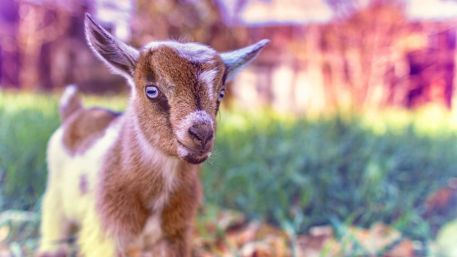 Cute Baby Goat Wallpapers