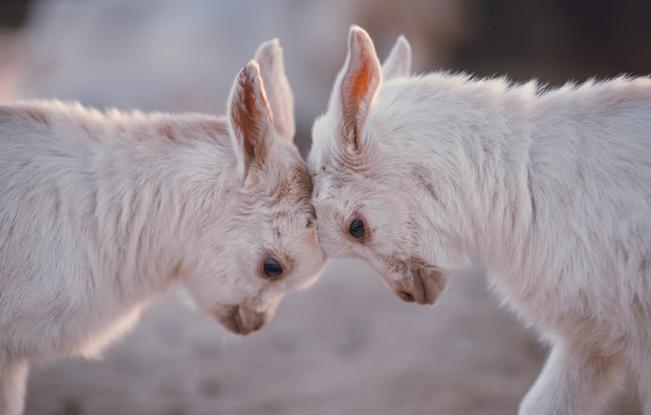 Cute Baby Goat Wallpapers