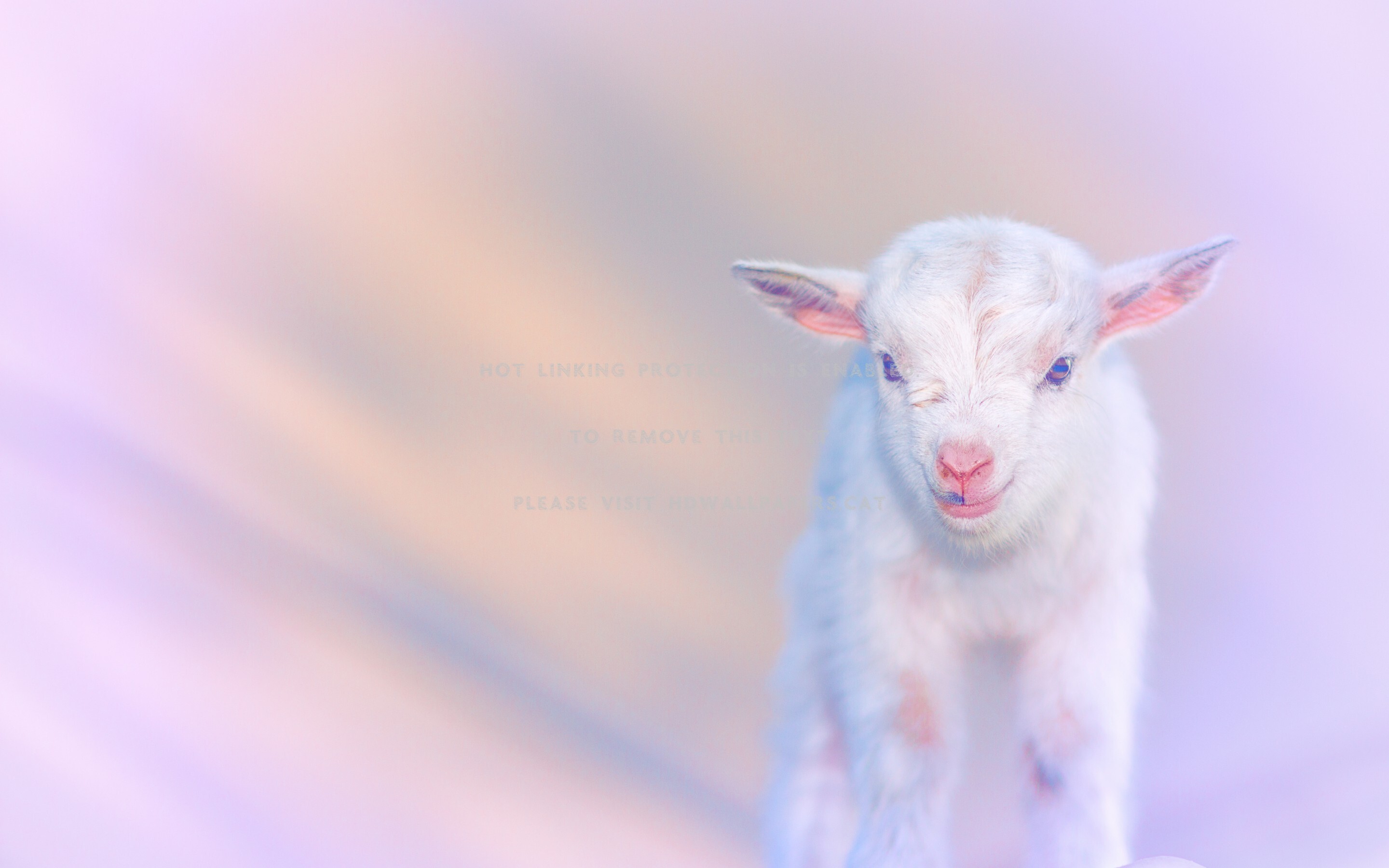 Cute Baby Goat Wallpapers