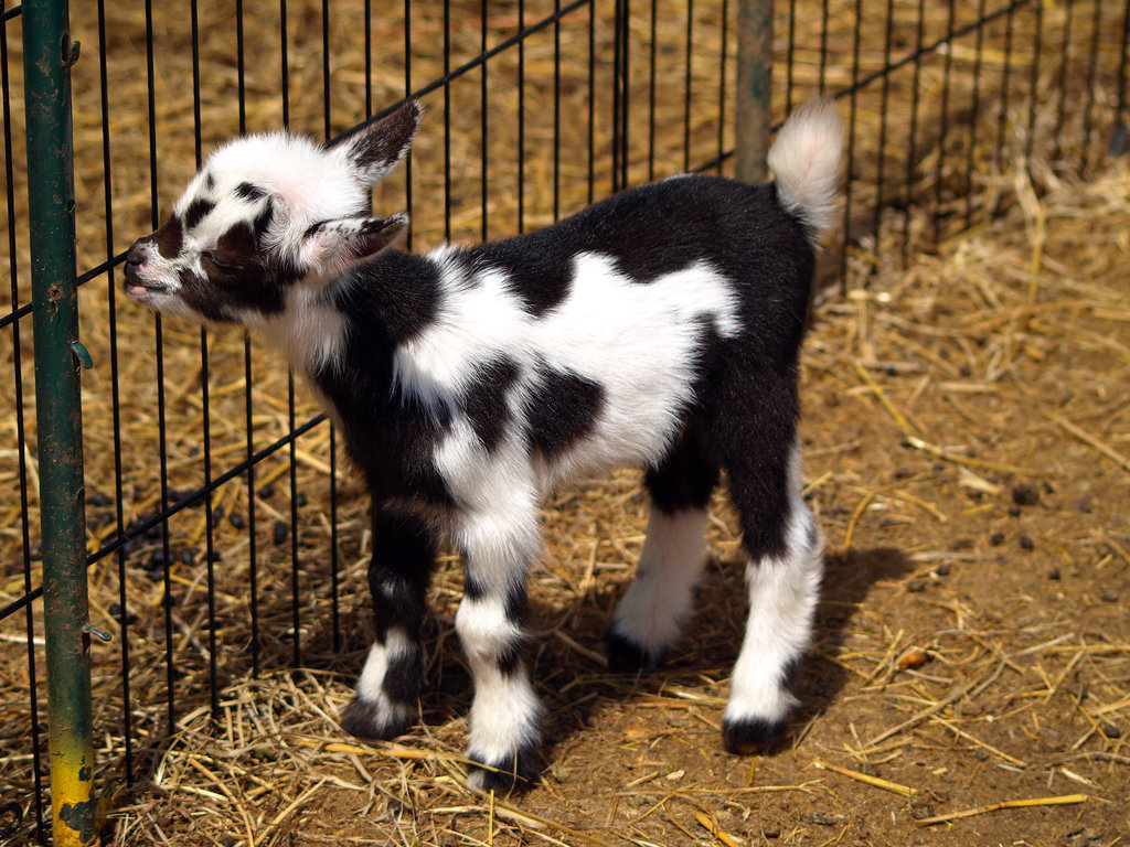 Cute Baby Goat Wallpapers