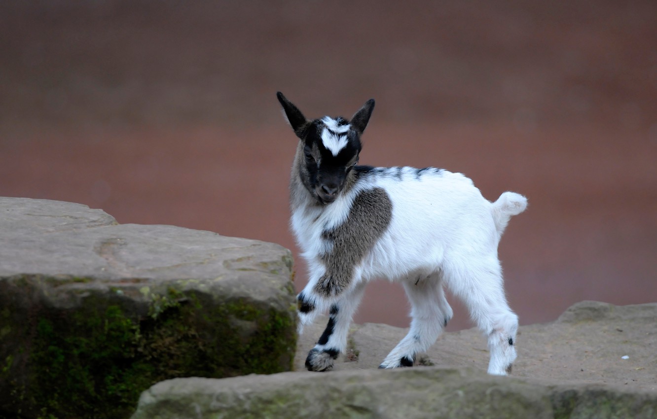 Cute Baby Goat Wallpapers