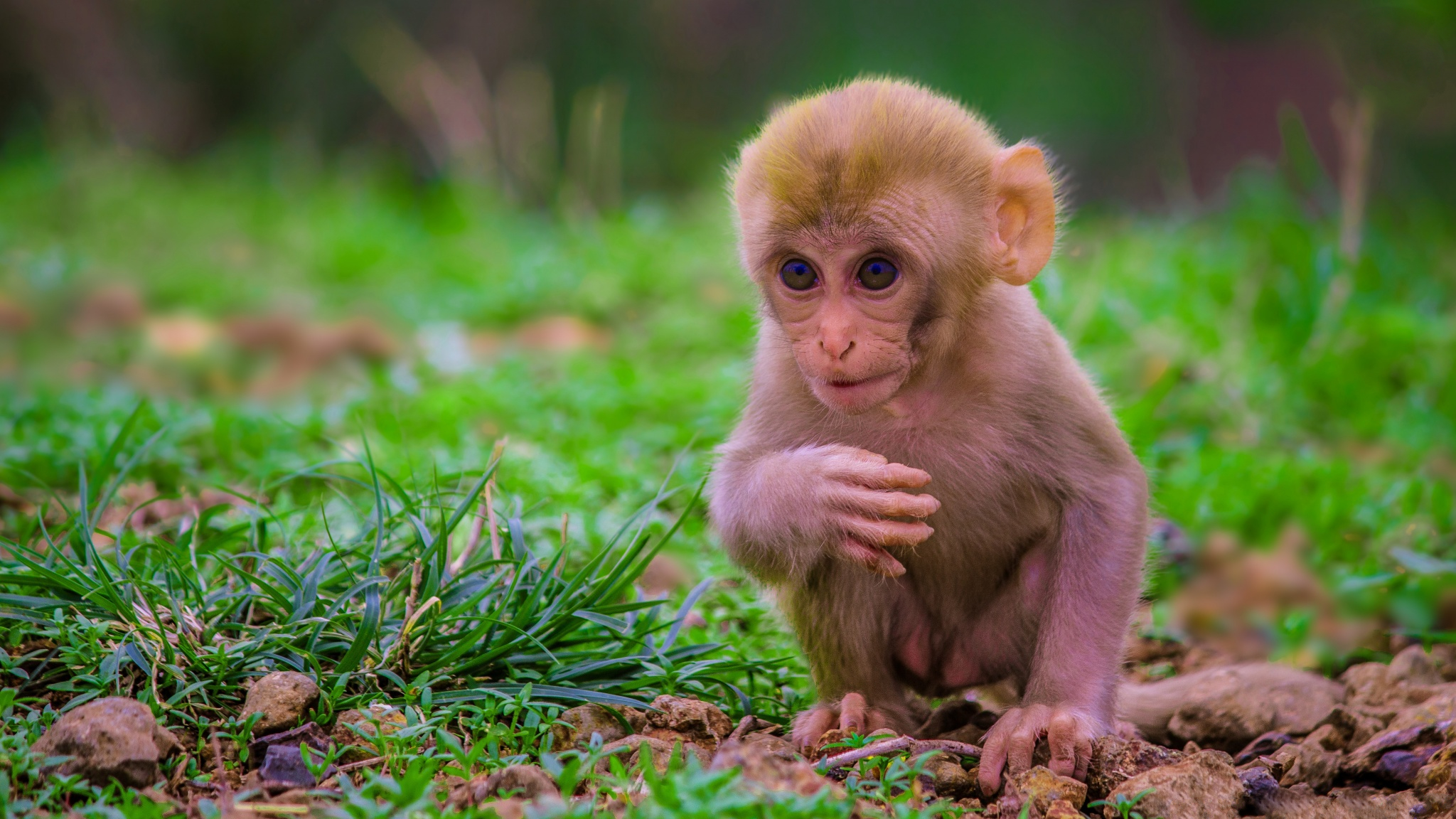 Cute Baby Monkey Wallpapers