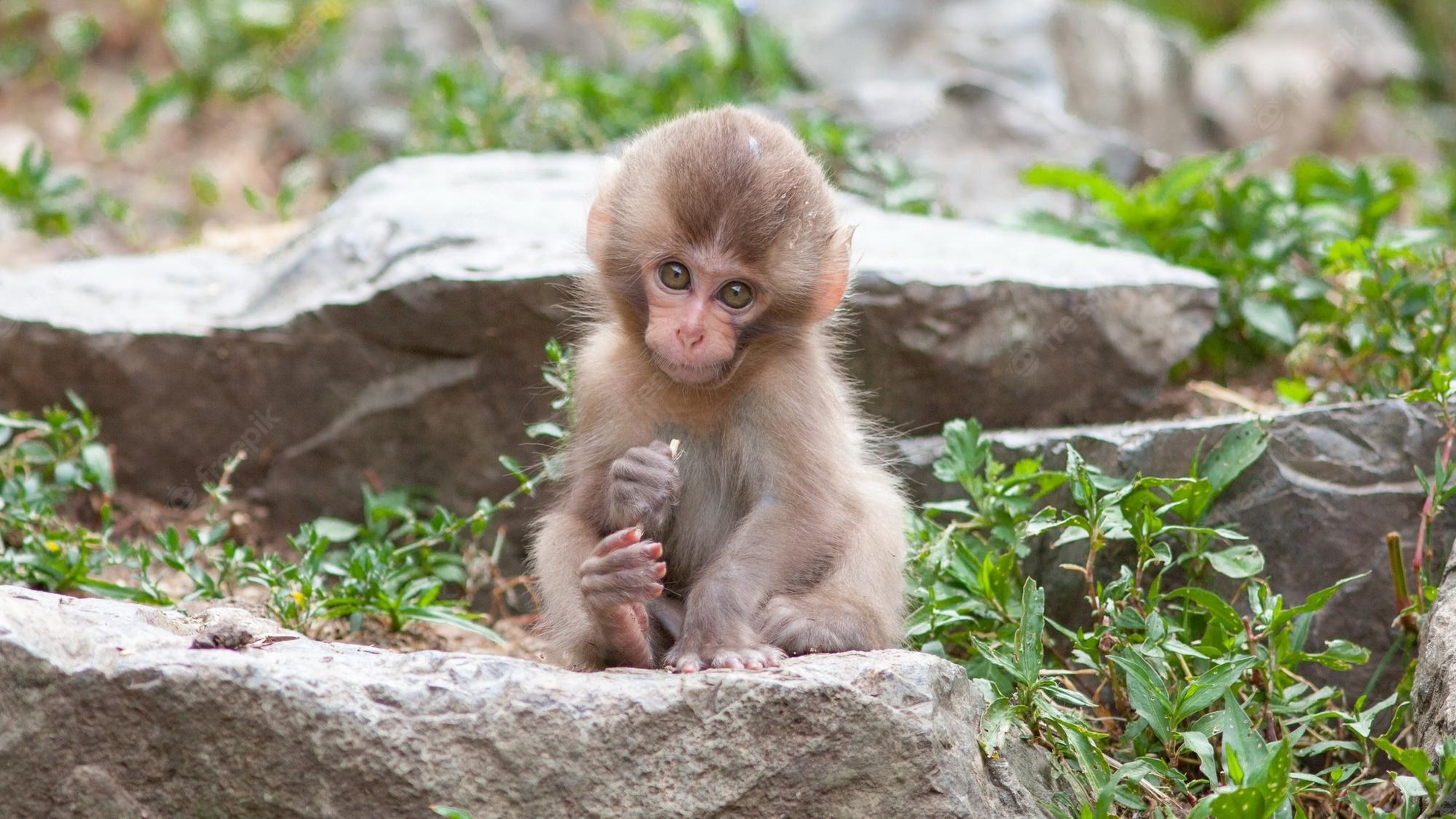 Cute Baby Monkey Wallpapers