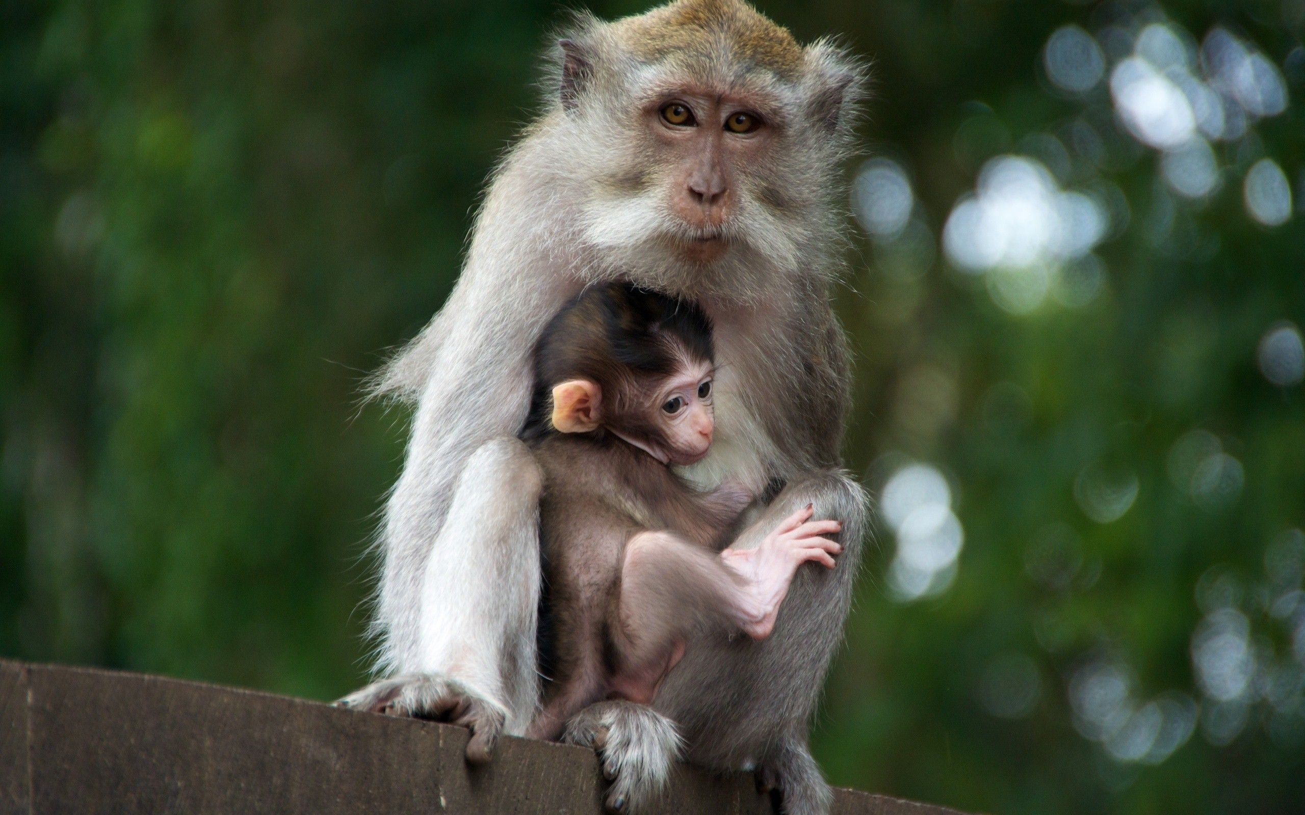 Cute Baby Monkey Wallpapers