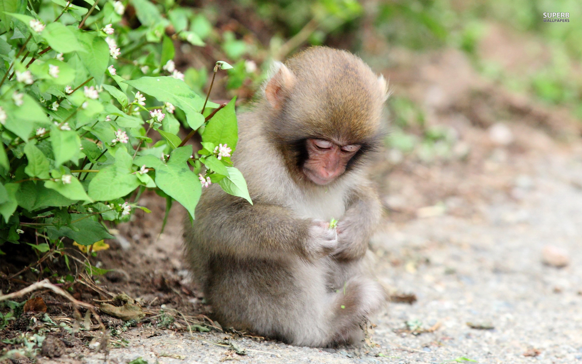 Cute Baby Monkey Wallpapers