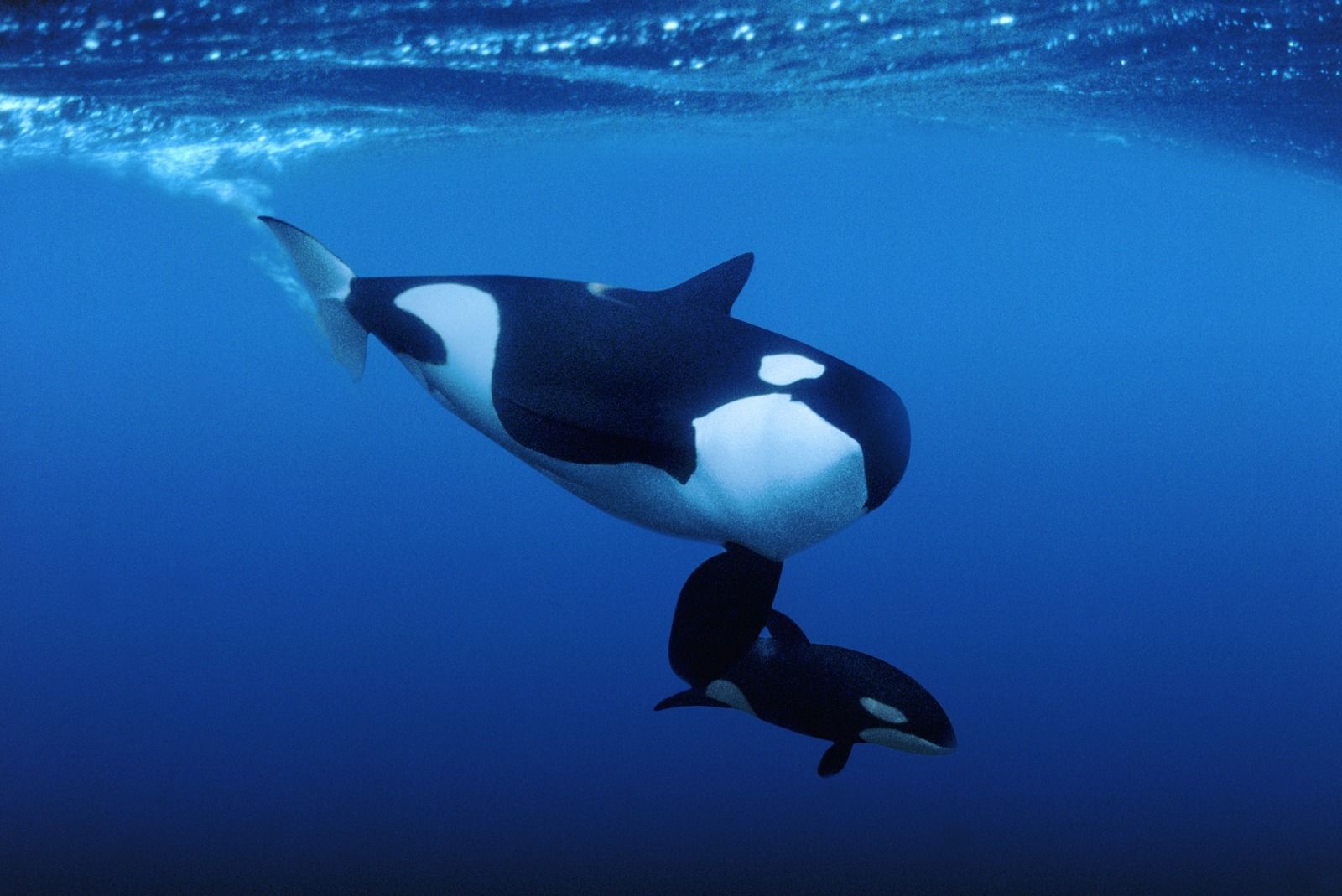 Cute Baby Orca Wallpapers