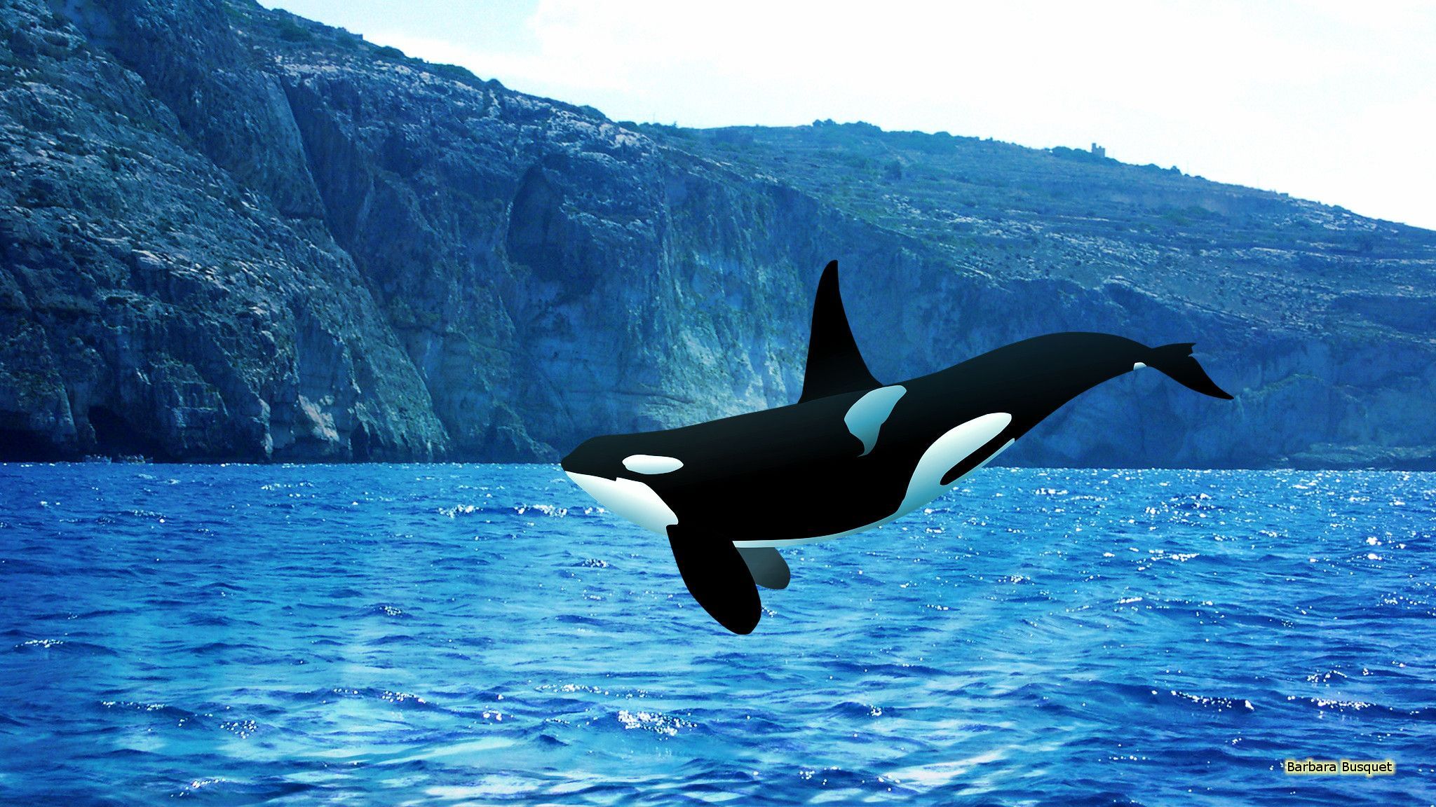 Cute Baby Orca Wallpapers