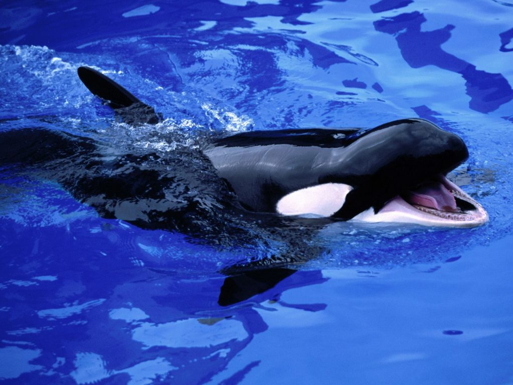 Cute Baby Orca Wallpapers