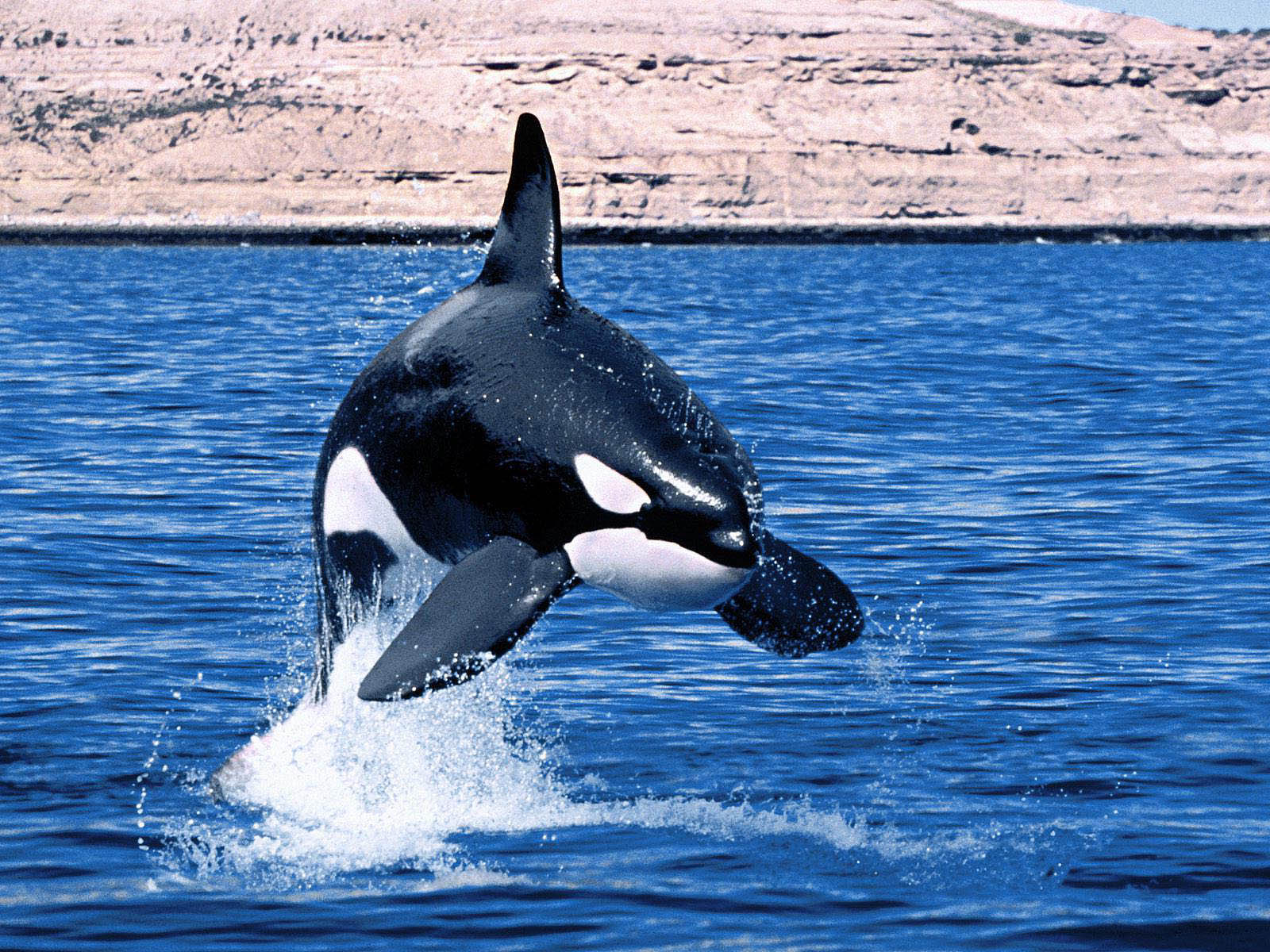 Cute Baby Orca Wallpapers