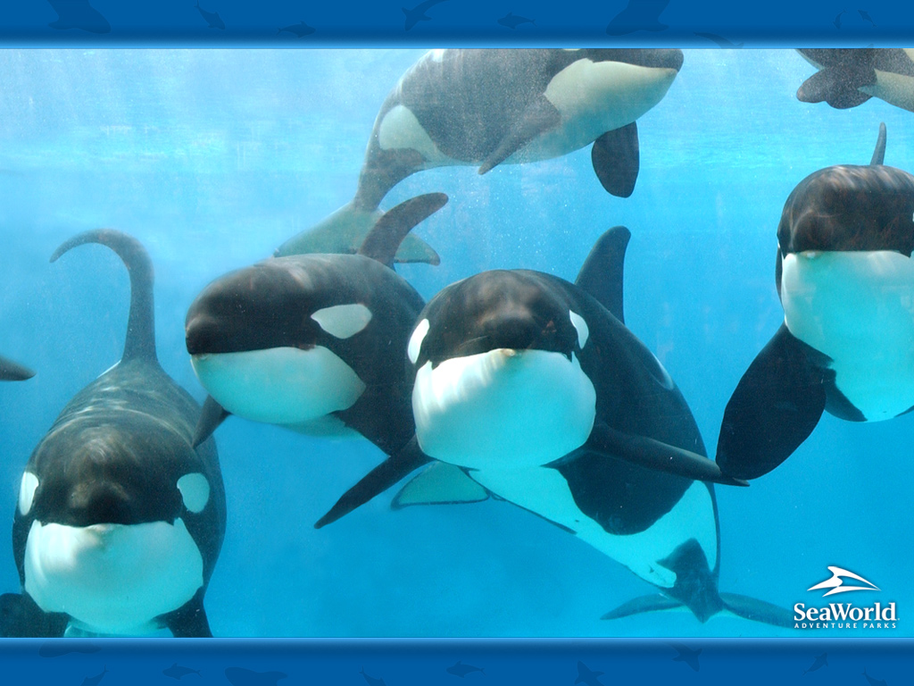 Cute Baby Orca Wallpapers