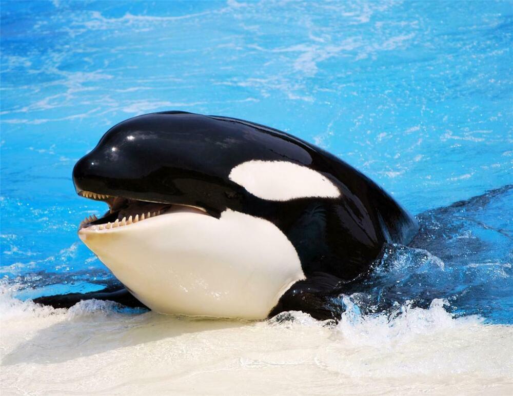 Cute Baby Orca Wallpapers