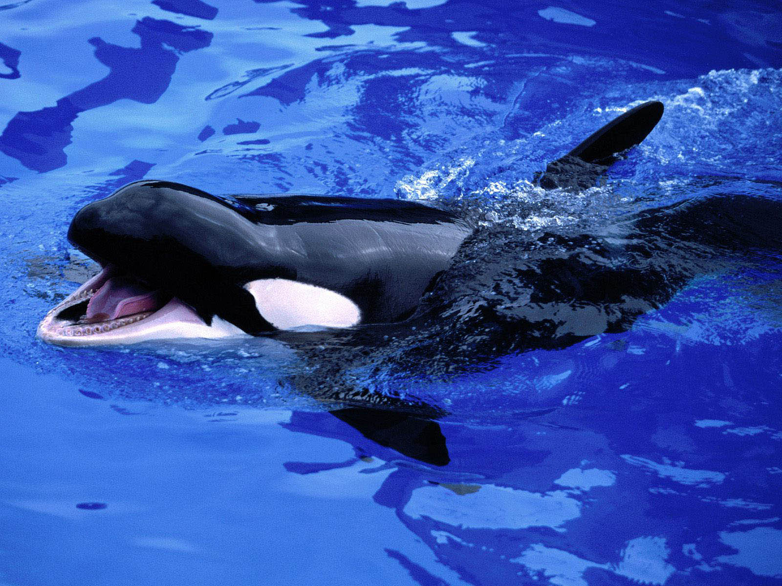 Cute Baby Orca Wallpapers