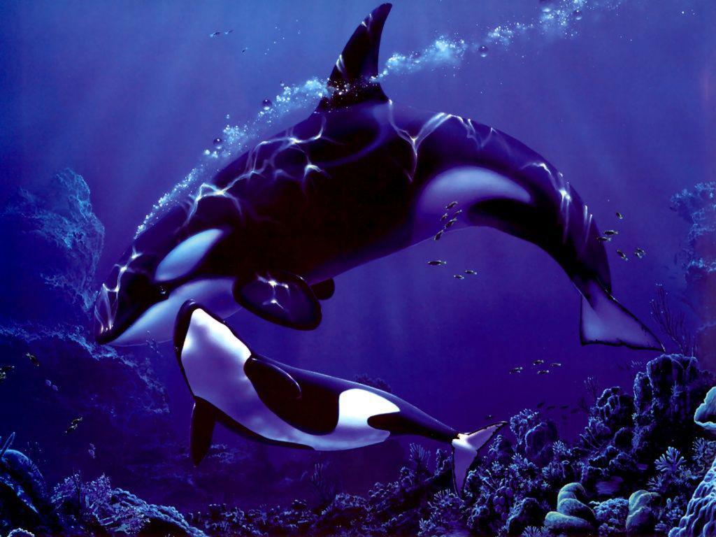 Cute Baby Orca Wallpapers