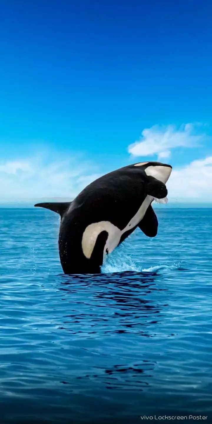 Cute Baby Orca Wallpapers