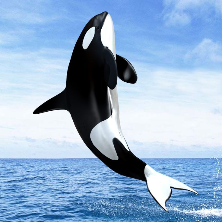 Cute Baby Orca Wallpapers